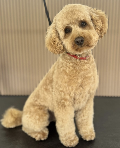 Groomed dog