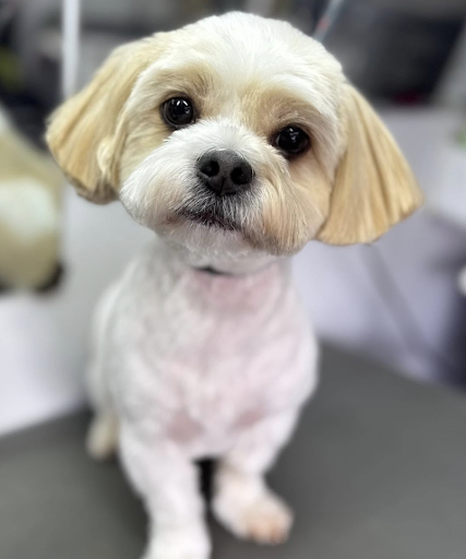 Groomed dog