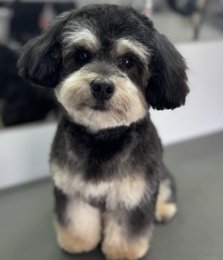 Groomed dog