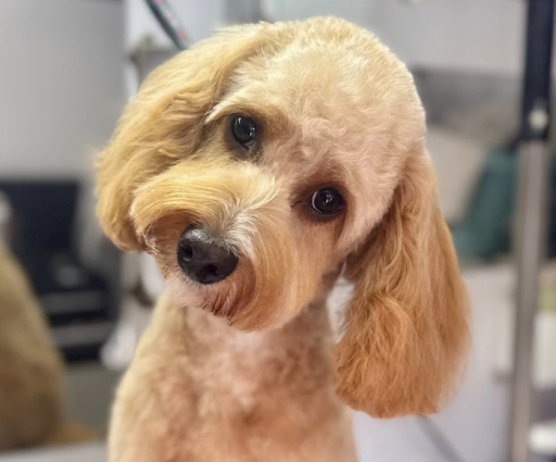 Happy groomed dog