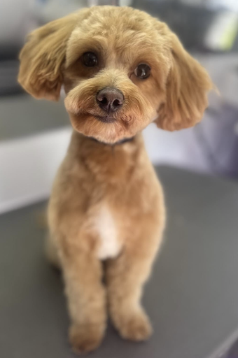 Groomed dog