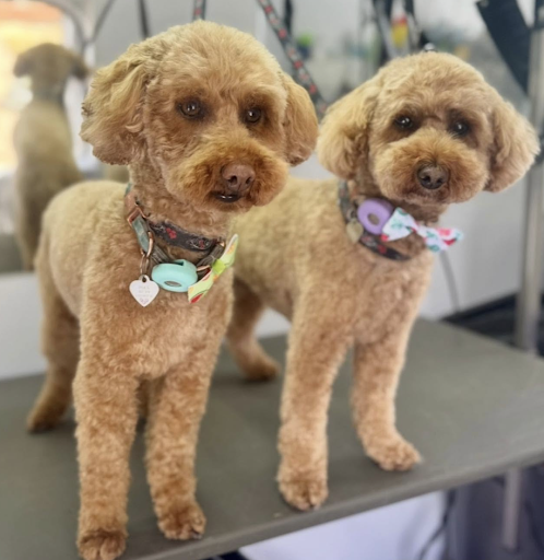 Groomed dog