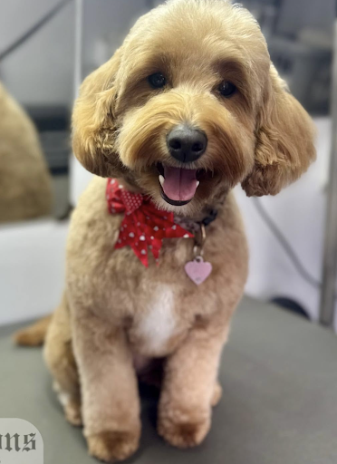 Groomed dog