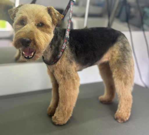 Groomed dog