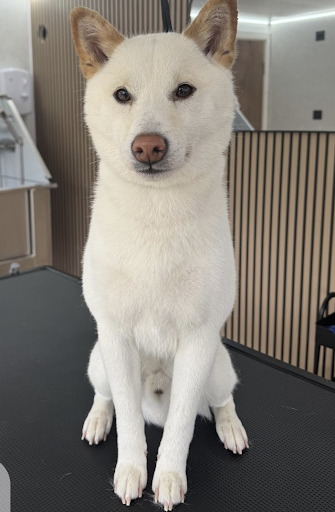 Groomed dog