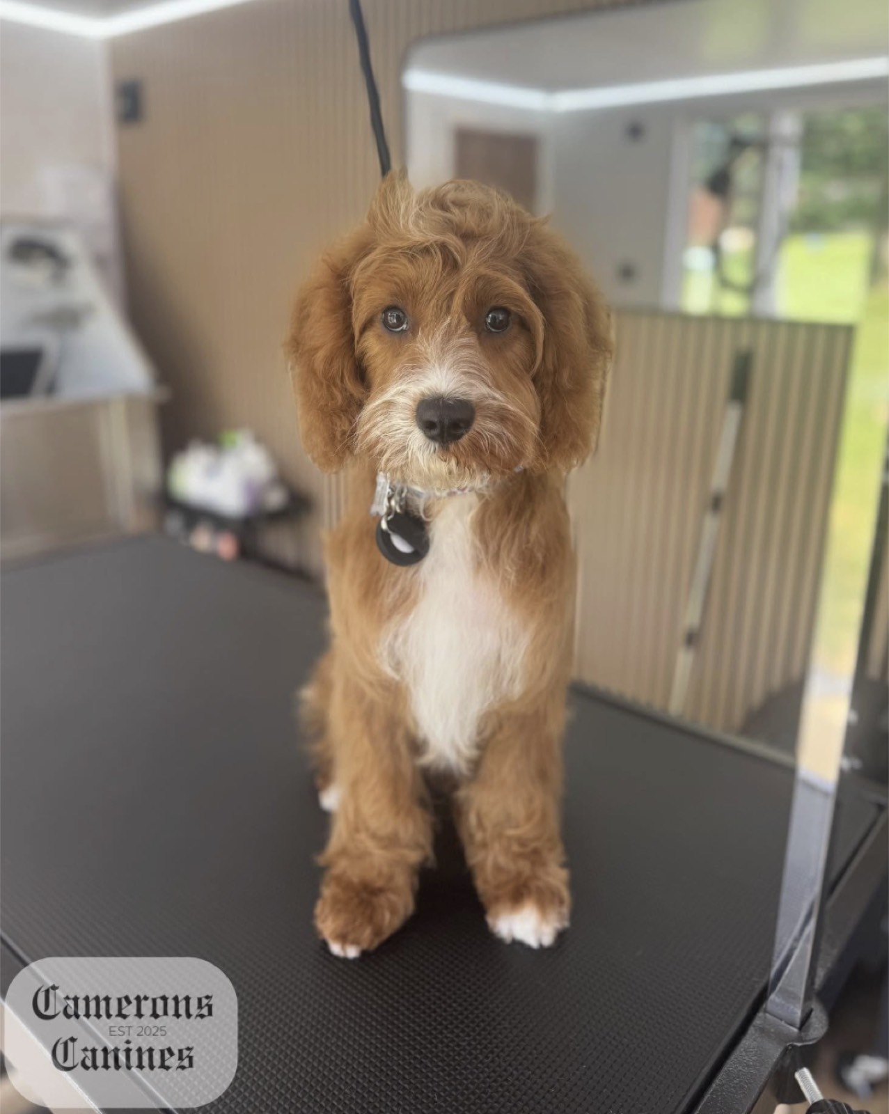 Freshly groomed fluffy dog portrait