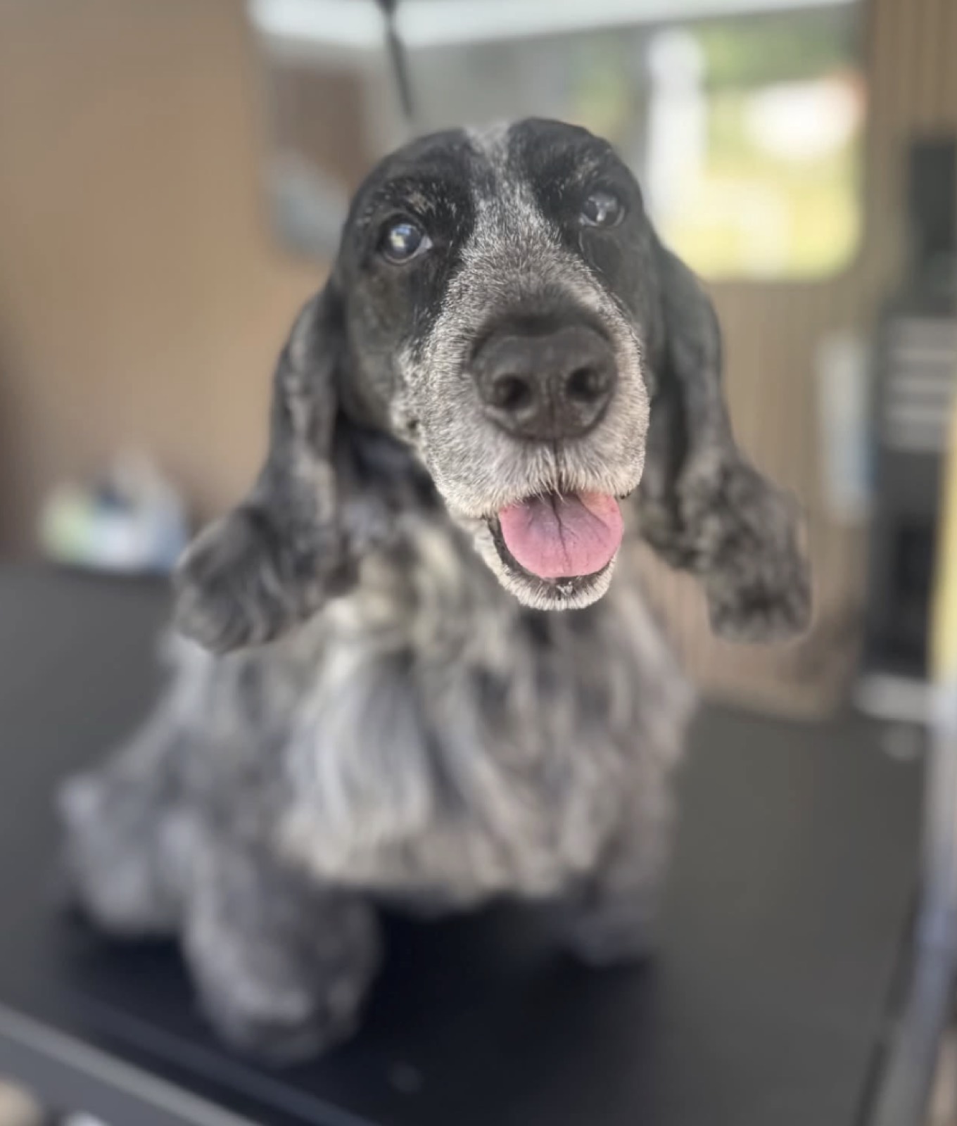 Small apricot dog smiling after a groom