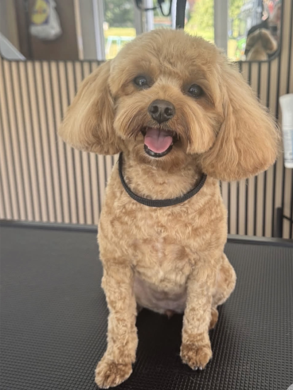 White Shih Tzu after grooming