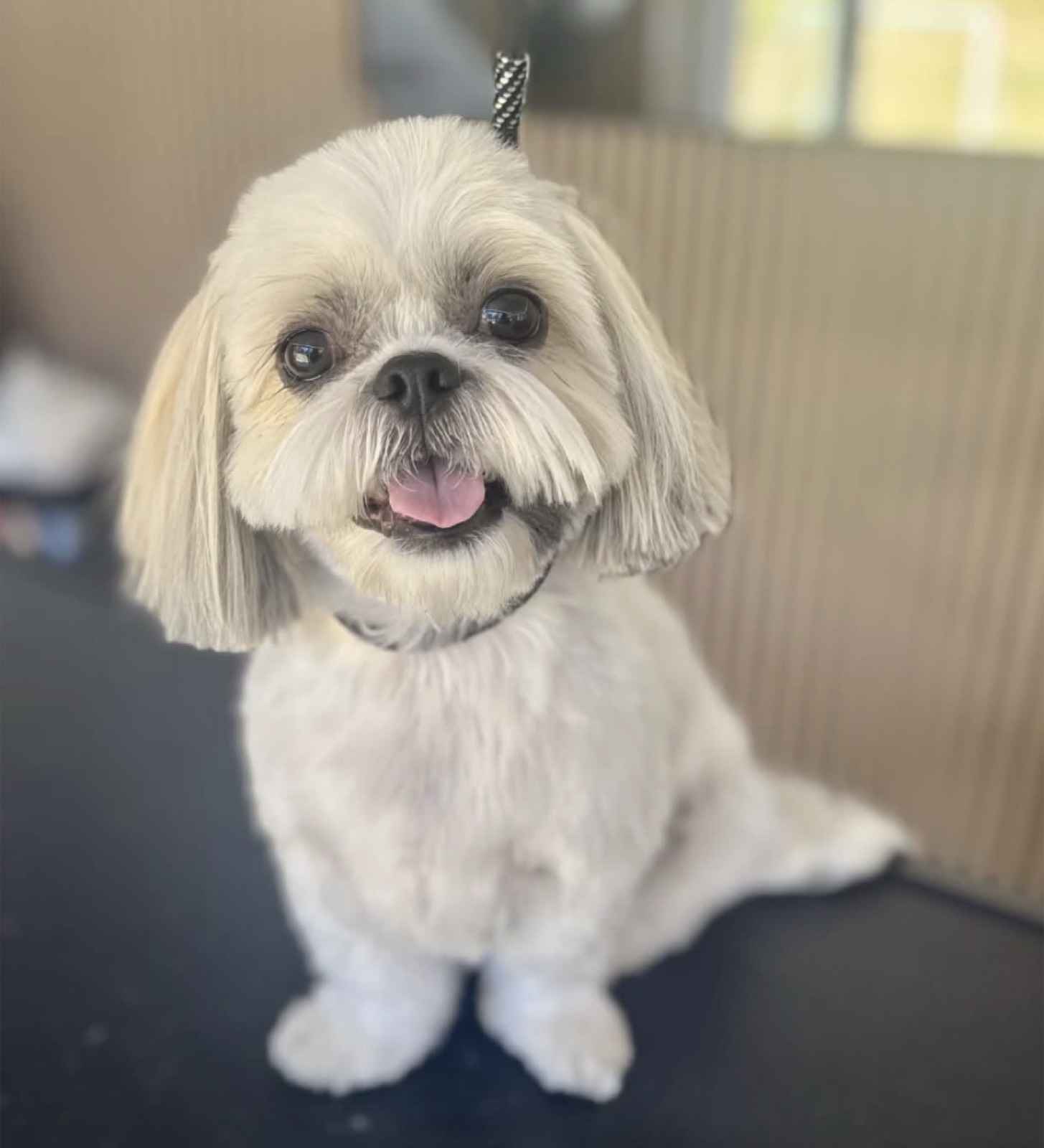 Wire-haired dachshund after grooming