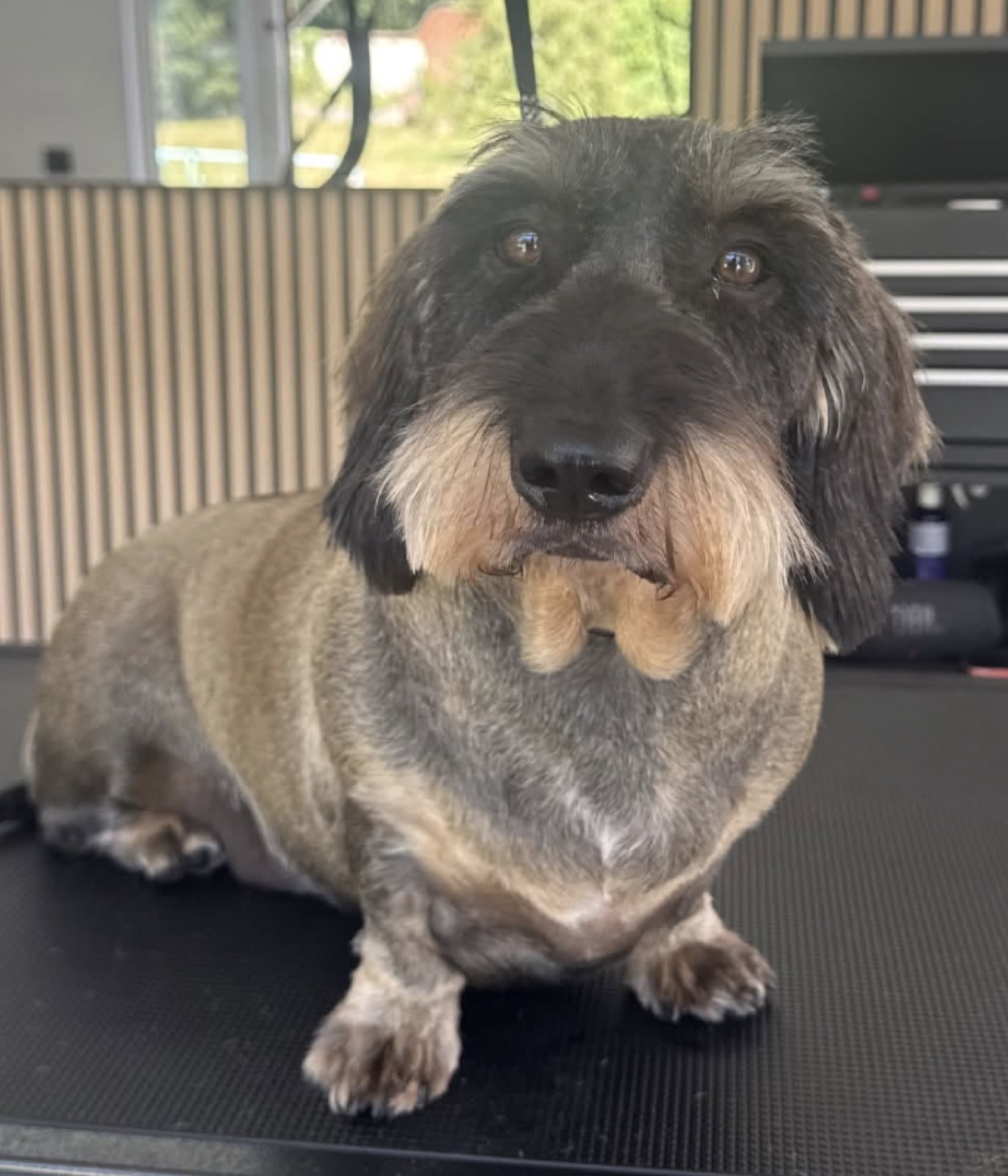 Cream cockapoo in the grooming studio
