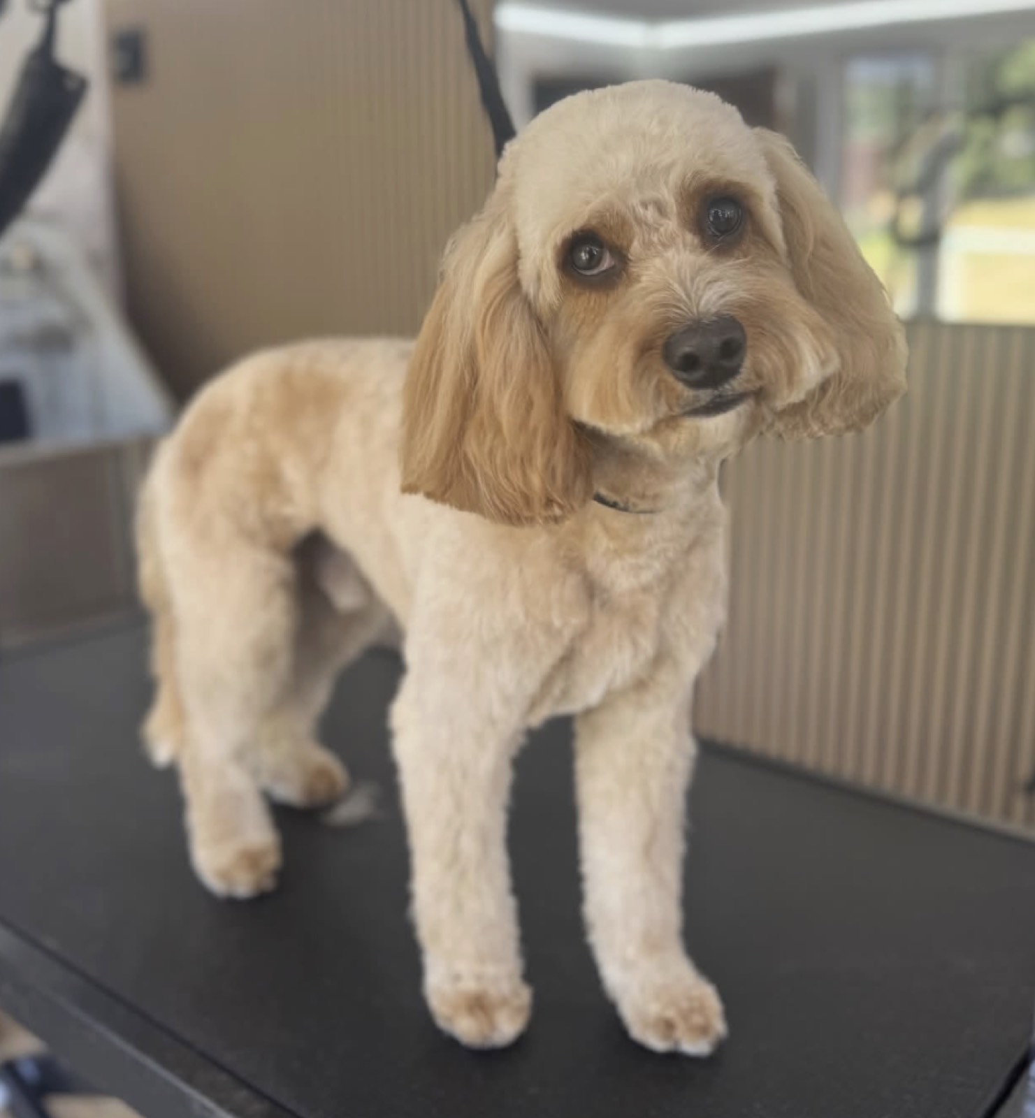 Apricot poodle mix with a bow tie