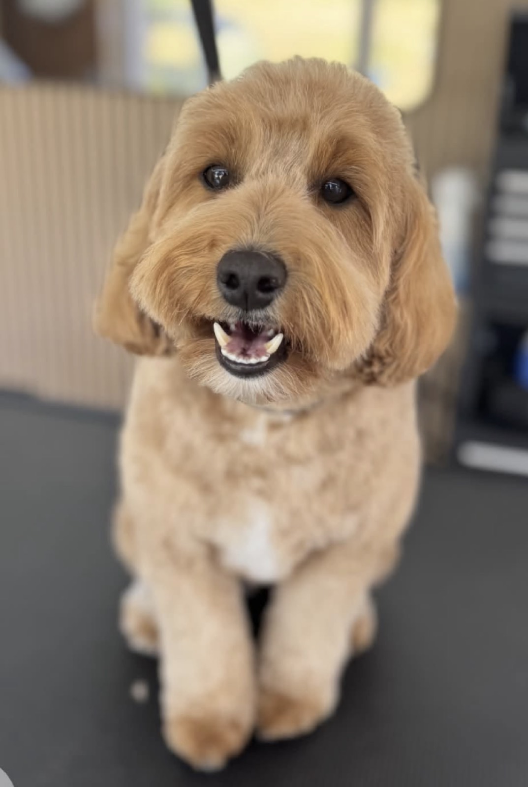 Brown dog sitting with tongue out