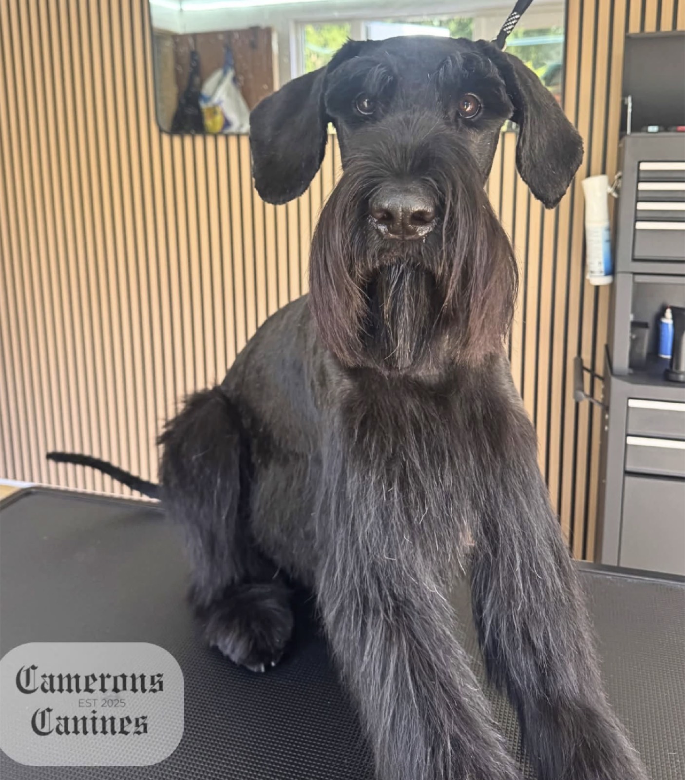 Two black dogs after their groom
