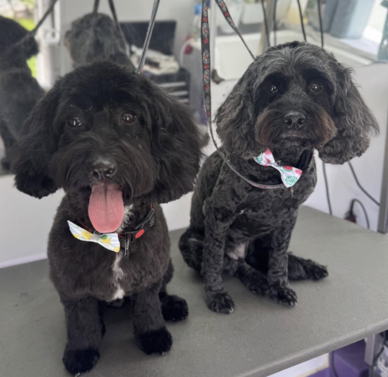 Happy dog in the Cameron's Canines grooming studio