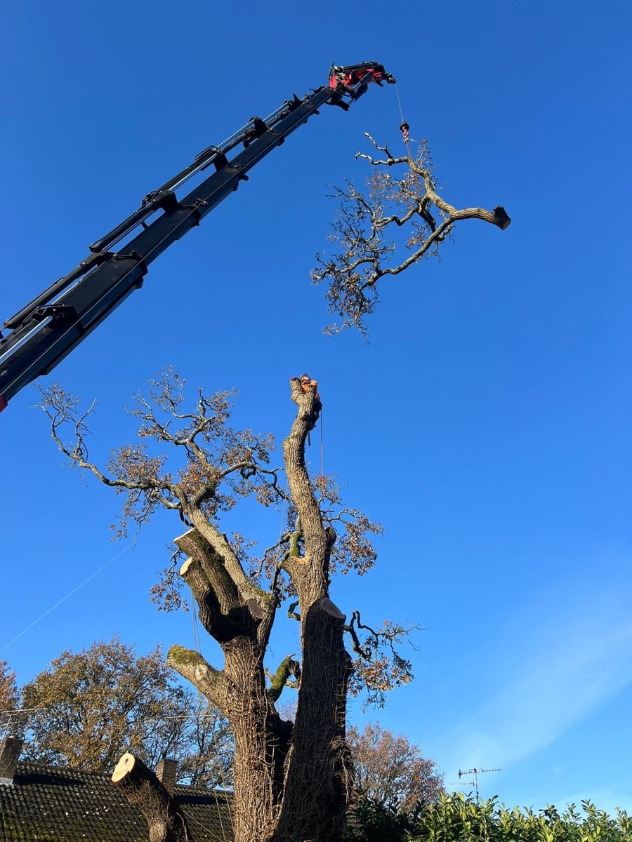 Tree Felling