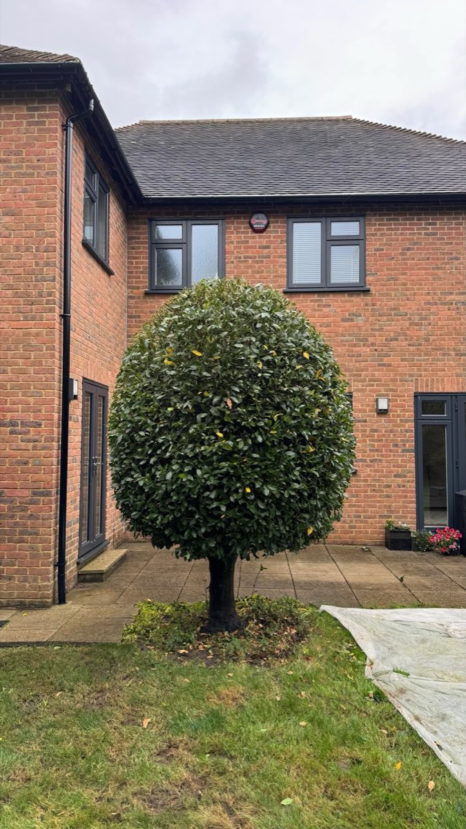 Hedge Cutting
