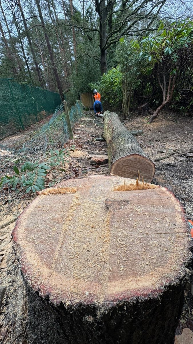 Stump Treatment