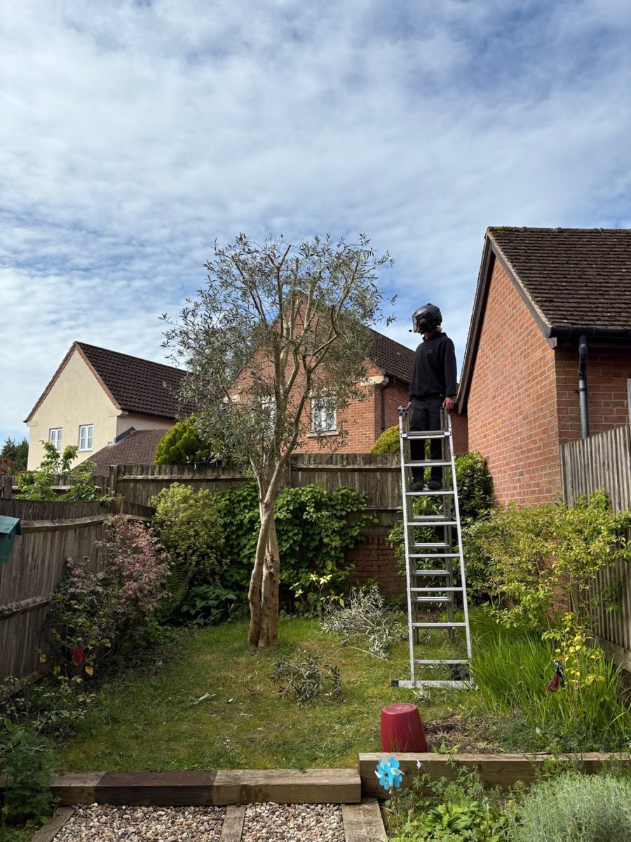 Luke from Driftwood Arborists working on site