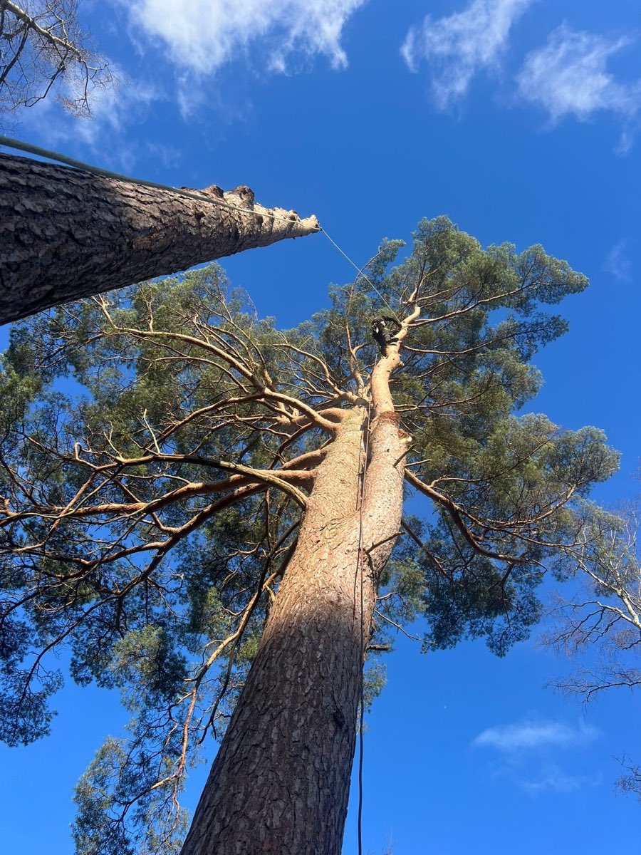 Remedial Tree Works