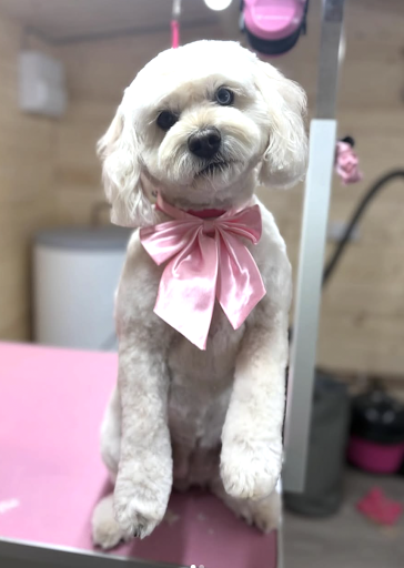 Groomed Poodle