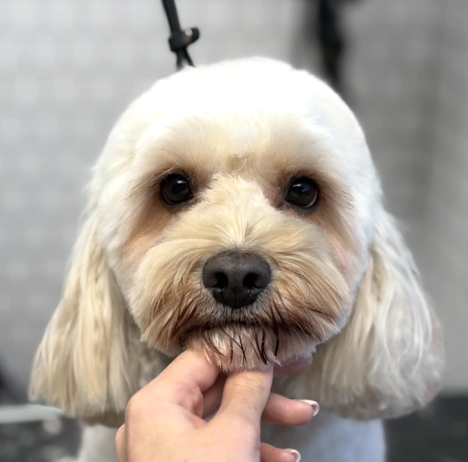Happy groomed dog
