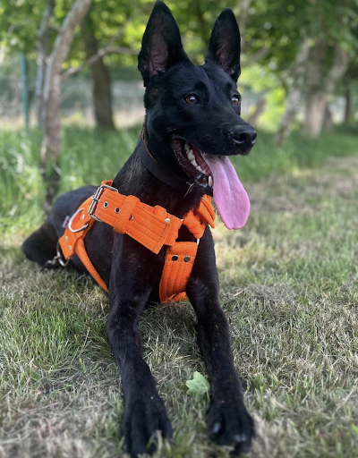 Black dog with orange harness